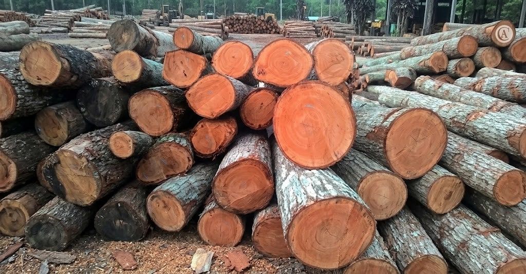 Trozas de caoba apiladas, con el corazón rojizo visible en los extremos